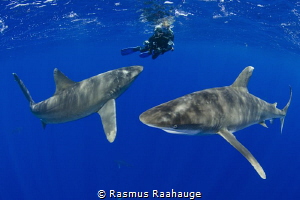 Oceanic sharks investigate diver near the surface - CAT I... by Rasmus Raahauge 